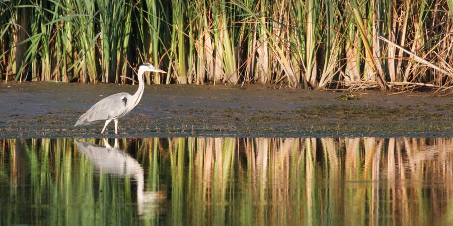 SCOTUS redefines WOTUS: The Impact of the Sackett Decision on Federally Regulated Wetlands and Waterways
