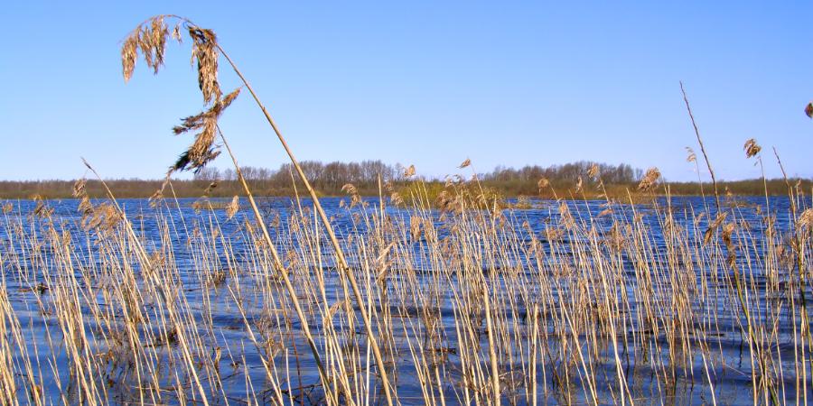 New York State Supreme Court Annuls DEC Freshwater Wetlands Regulations (Part 664)