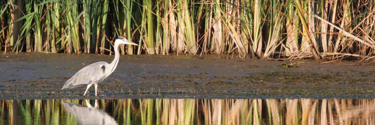 Recent Changes in State and Federal Freshwater Wetlands Laws